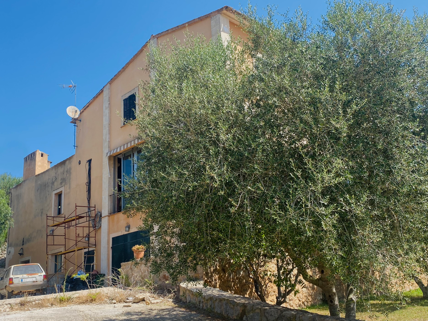 Row of olive trees growing alongside a beige stucco building under bright blue sky.
