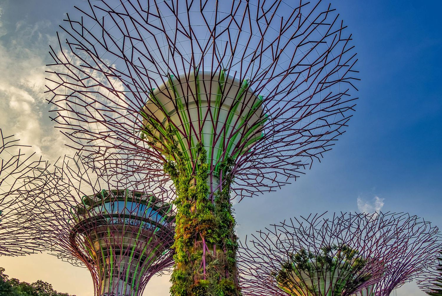 Supertree Grove structures illuminated at sunset in Gardens by the Bay Singapore featuring metal branches against blue sky.