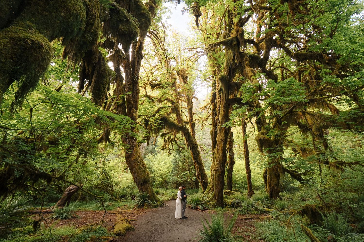 Mossy trees and lush vegetation line a winding nature trail through a temperate rainforest wilderness.
