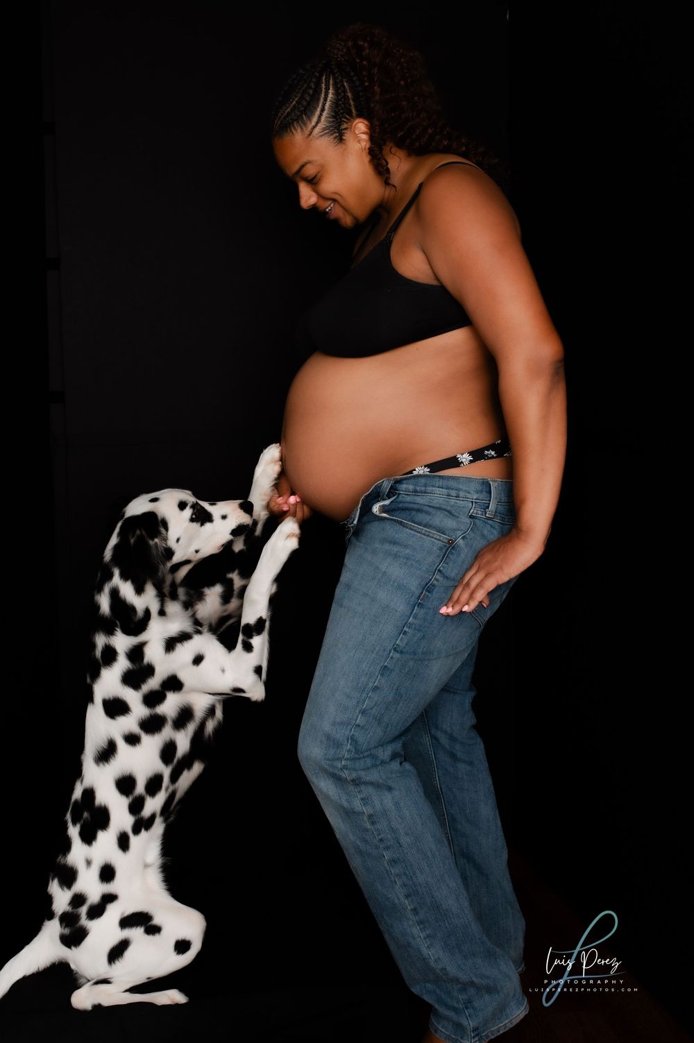 A Dalmatian dog stands on hind legs to interact with an expectant mother's pregnant belly against a dark background.