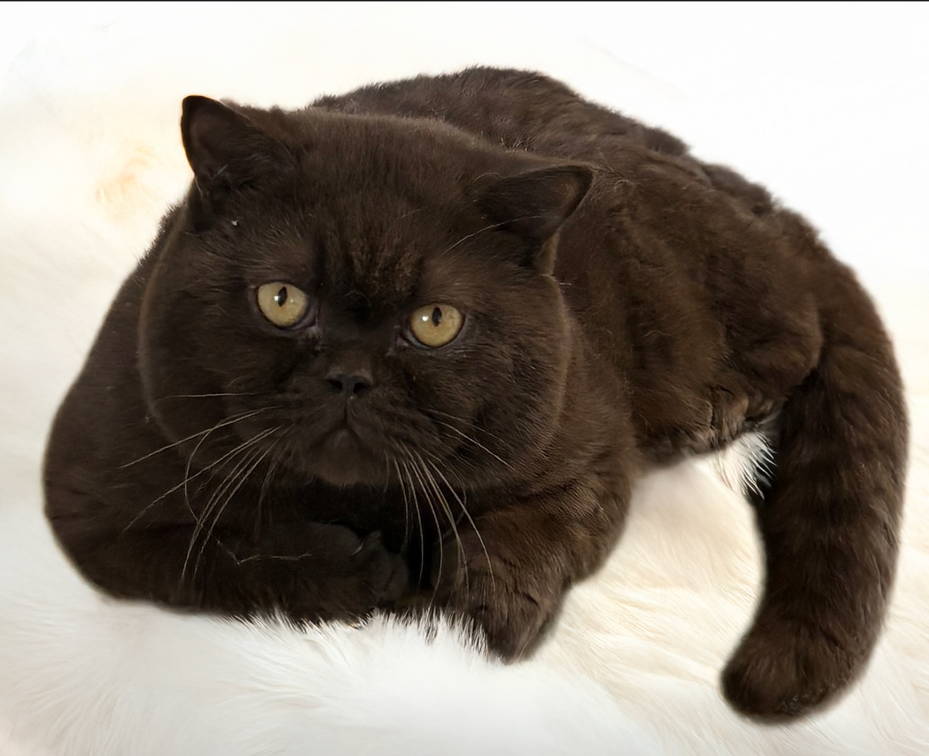 Large black British Shorthair cat with golden eyes lying on white background.