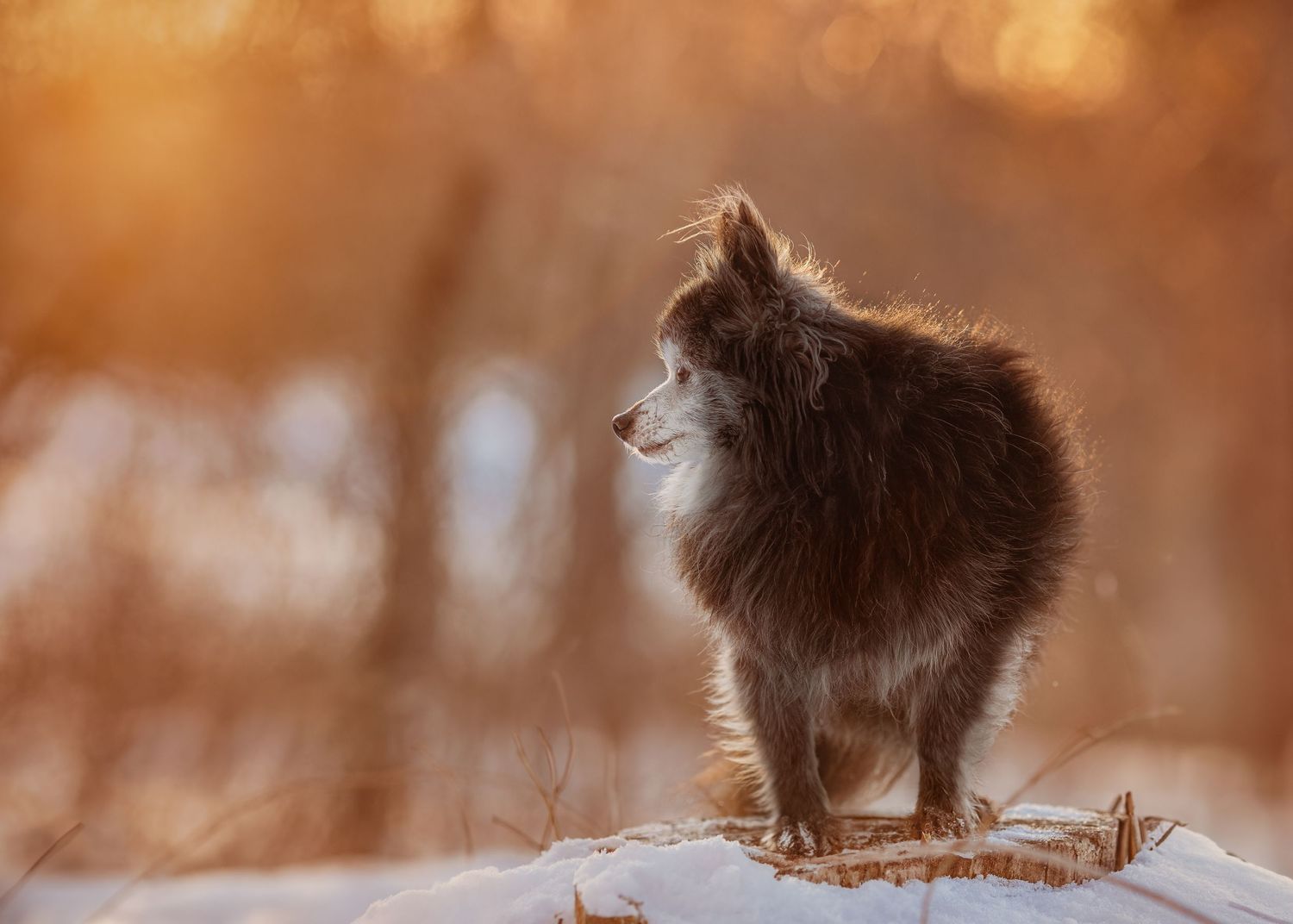 small senior dog with a sunset background