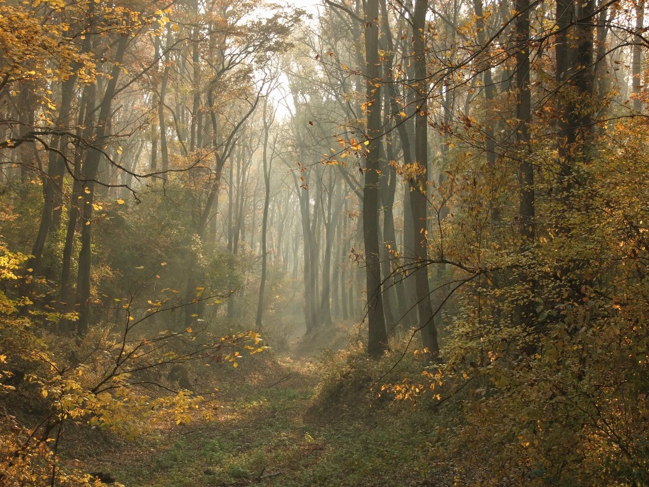 Misty autumn forest path with golden leaves and rays of sunlight filtering through foggy trees.