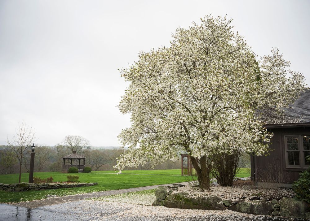 Beautiful white flowering tree blooms beside a rustic building with a gazebo in the background on a misty spring day.