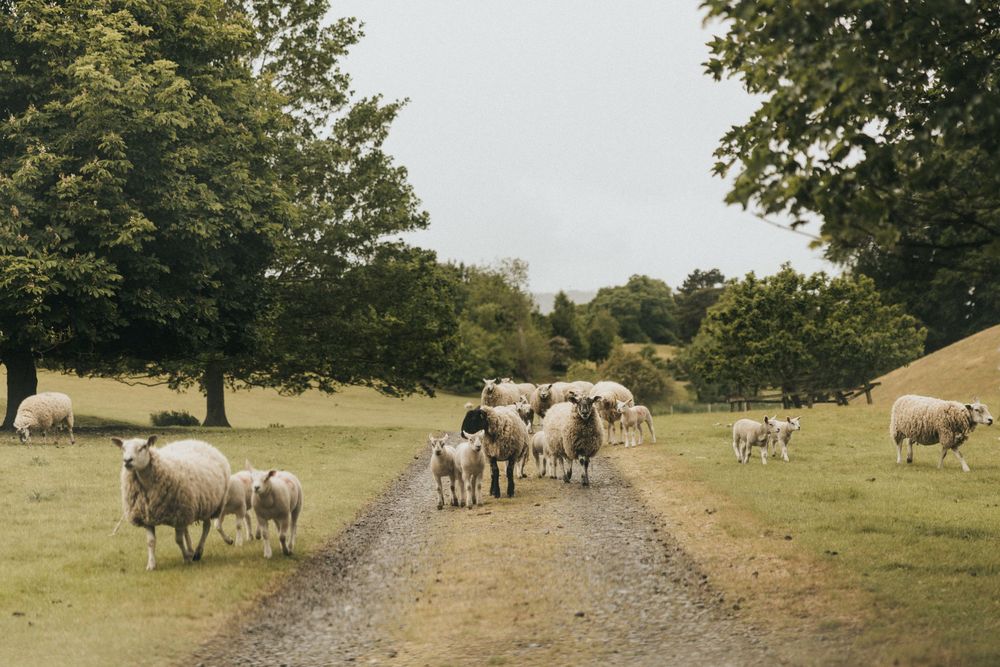 Sheep flock stands on a dirt path through a grassy field surrounded by green trees on a cloudy day.