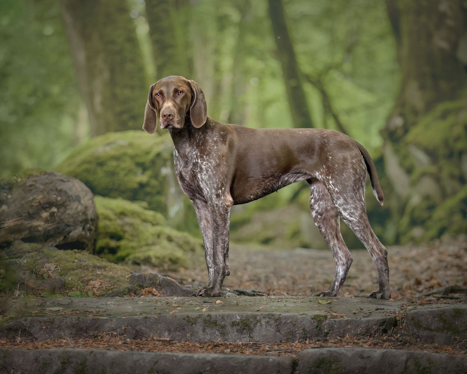 Dog Portraits Fine Art Prints Photography Packages Outdoor Photography Sessions Wales Photographer Bespoke Photography