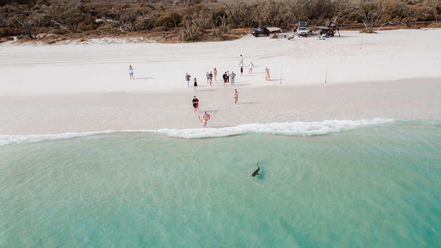 Aerial view of people enjoying a pristine white sandy beach with turquoise waters and a shark swimming nearby at Fraser Island K'Gari