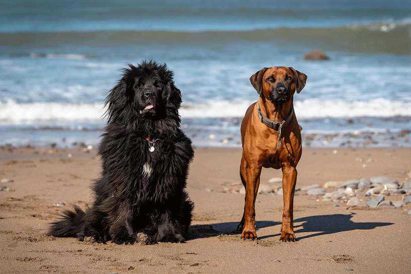 A Newfoundland and Rhodesian Ridgeback dog on the beach in Bude
