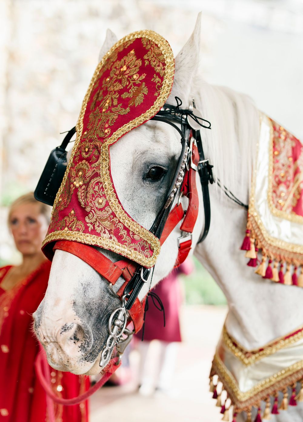 Close-up of a white horse wearing an ornate red and gold decorative headpiece for an Indian wedding ceremony.