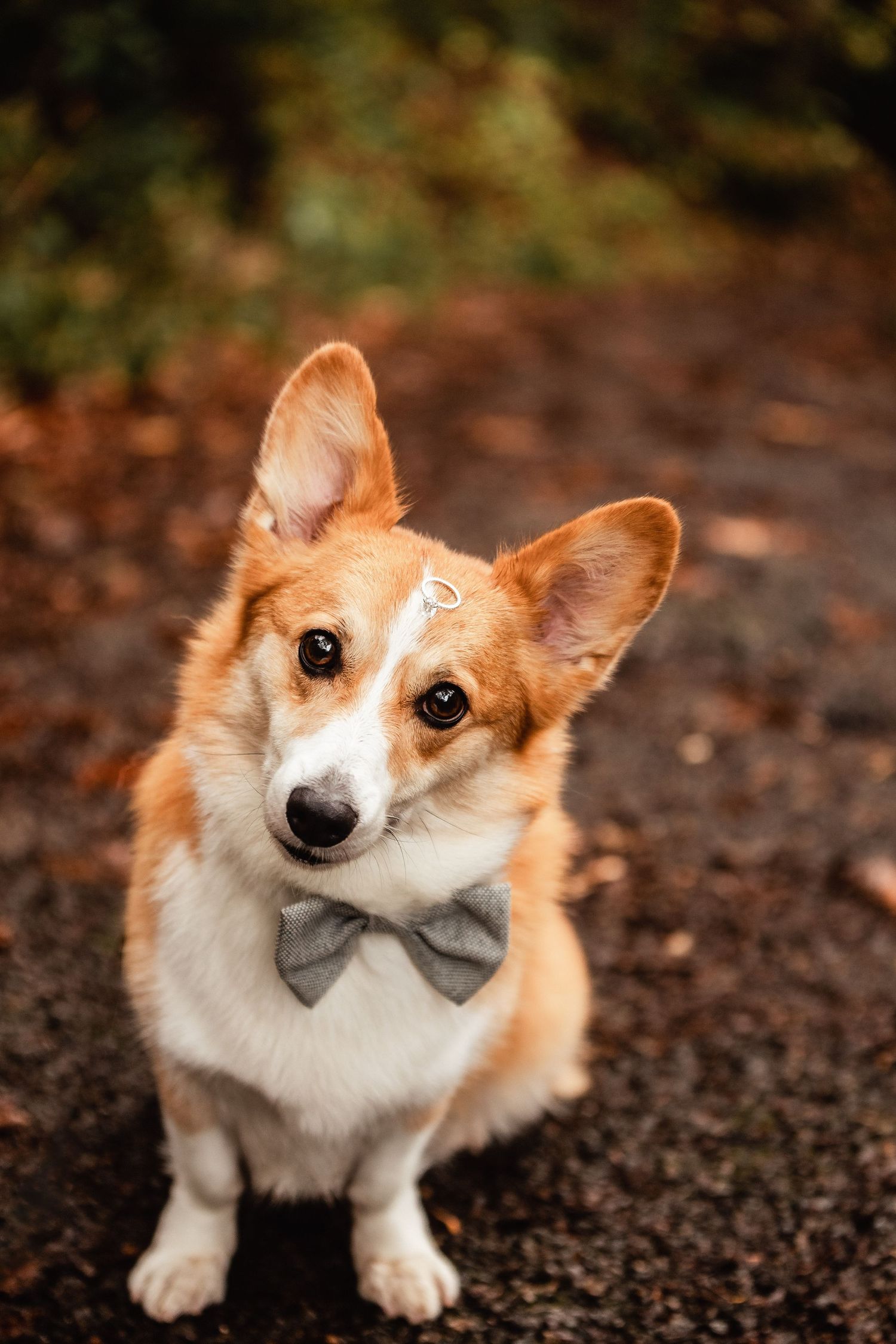 A cute Pembroke Welsh Corgi wearing a gray bow tie sits attentively on a forest path surrounded by autumn leaves.