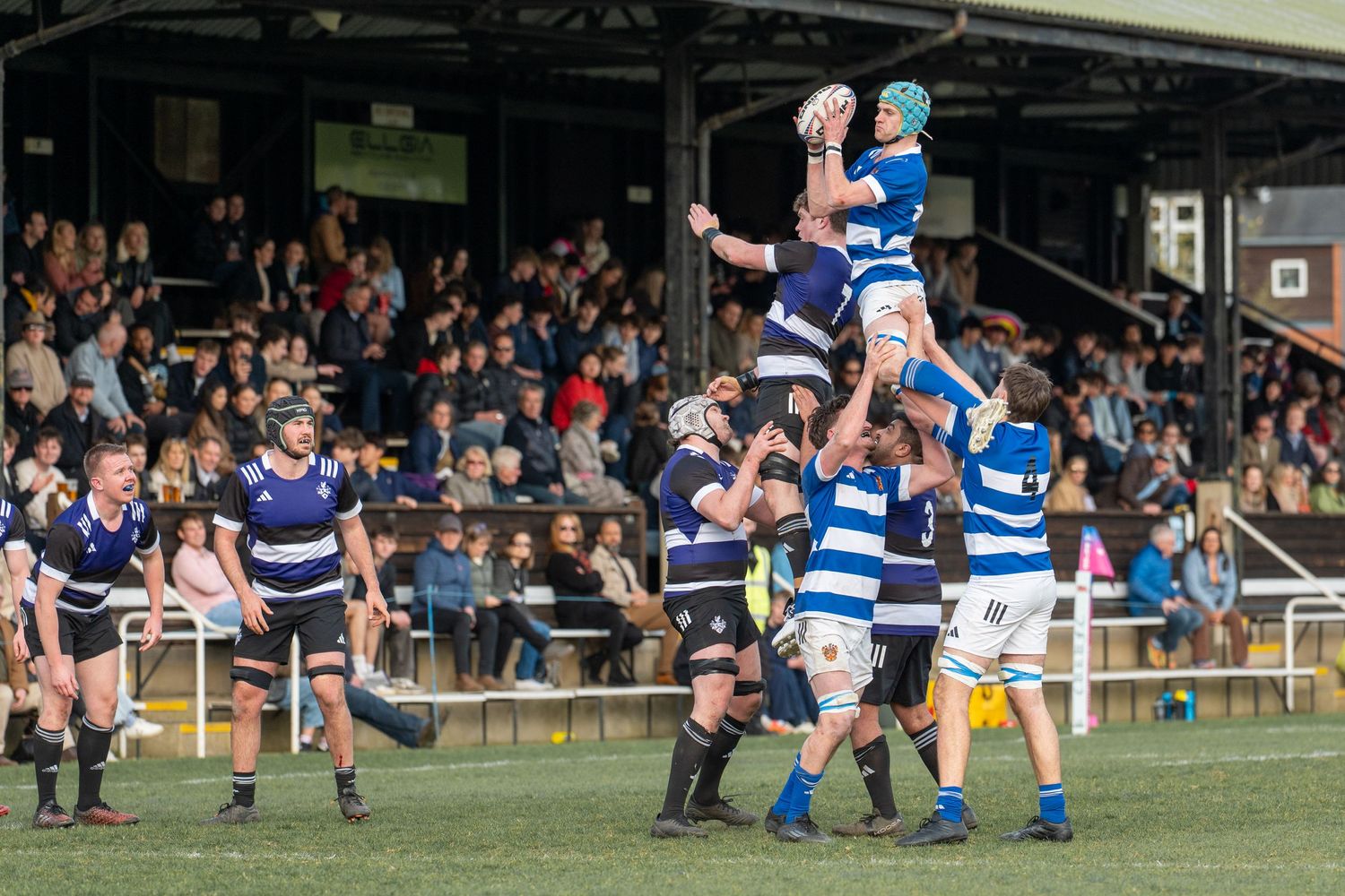 Rugby players leap high to catch the ball during a lineout play with supporters watching from the grandstand.