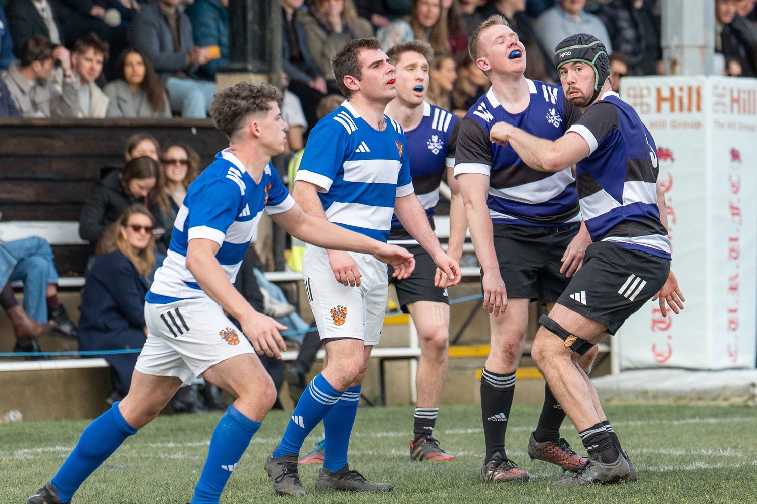 Rugby players in blue and navy uniforms compete during an intense match on the field.