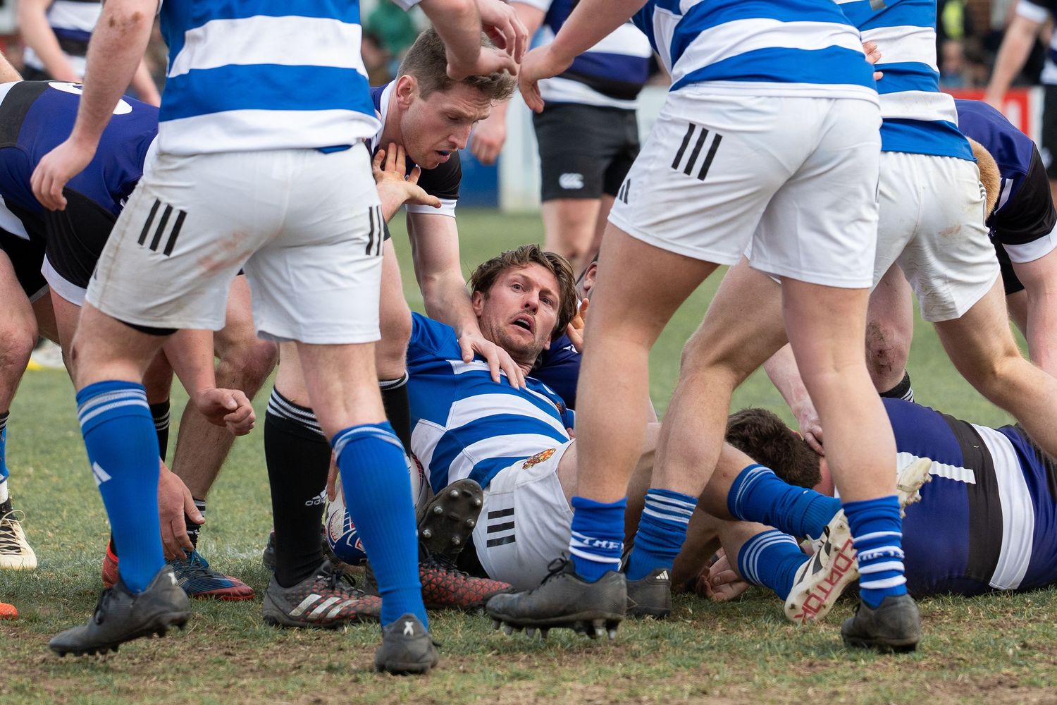 Rugby players in white shorts and blue striped socks pile up during an intense match tackle sequence.