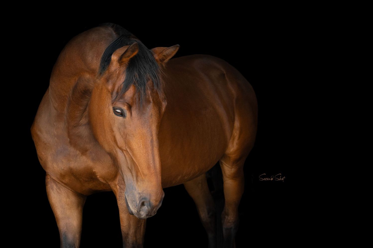 Beautiful chestnut horse with white blaze marking photographed against dark background in dramatic lighting.