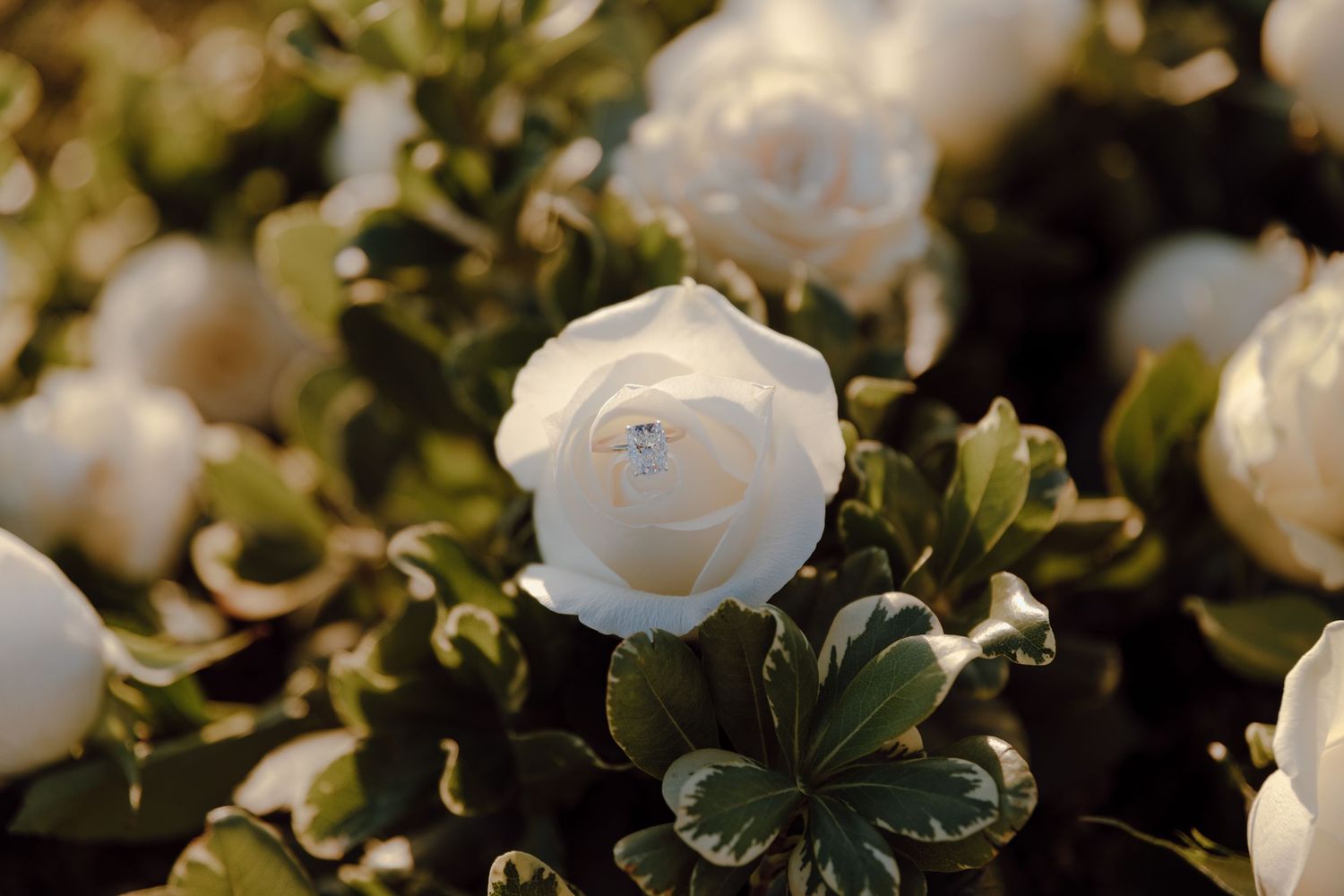 A delicate white rose bloom illuminated in soft sunlight against a backdrop of green garden foliage.