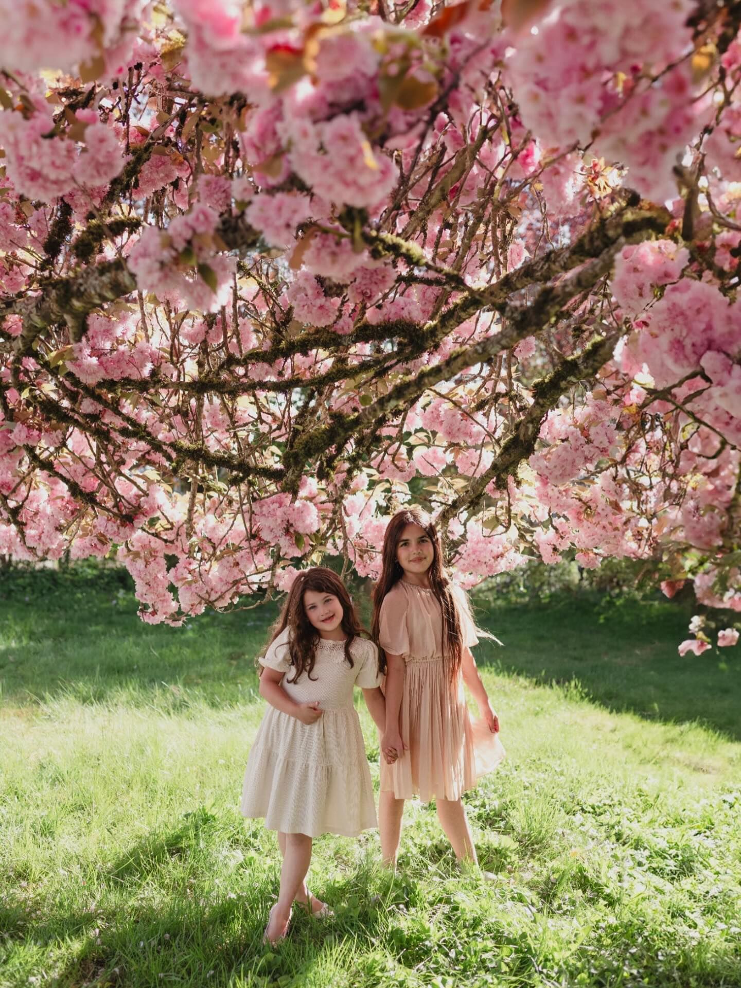 sisters hold hands under the cherry tree in the front garden. Family photos at home. Surrey Cloverdale.