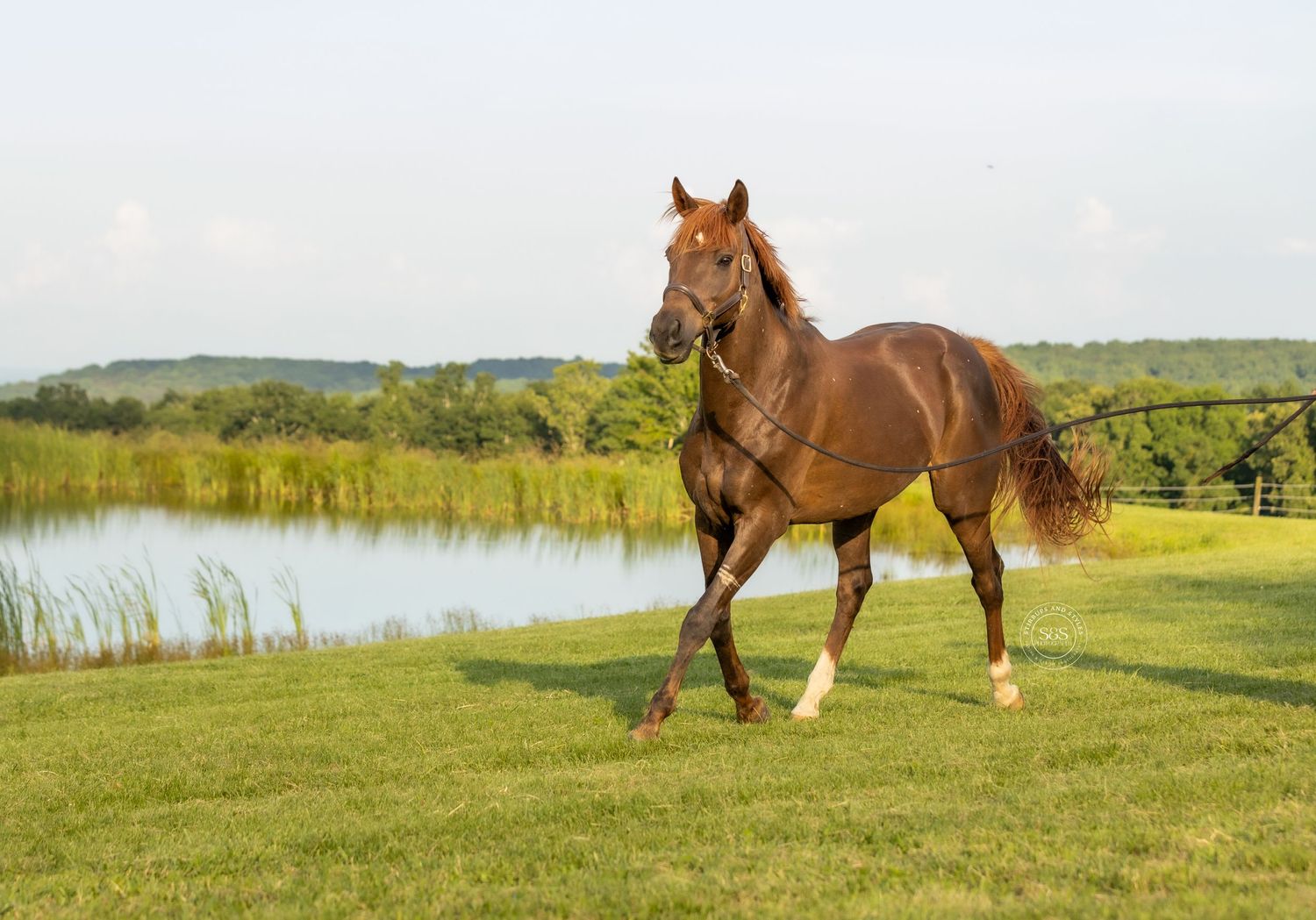 Lunging a horse
