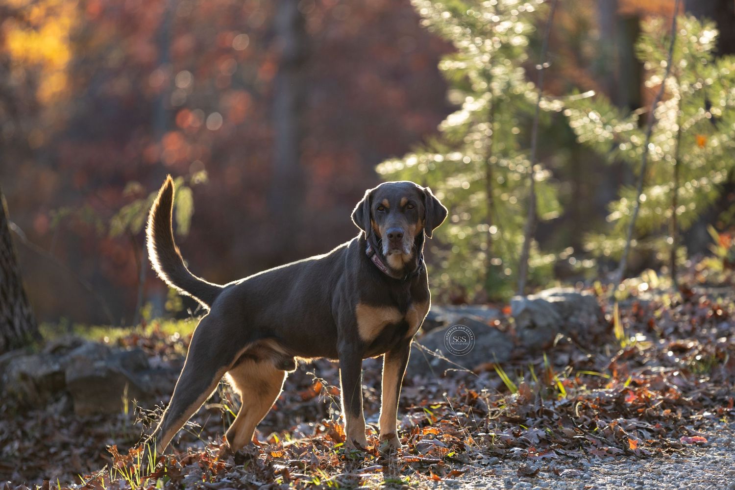 Dog standing and posing for camera