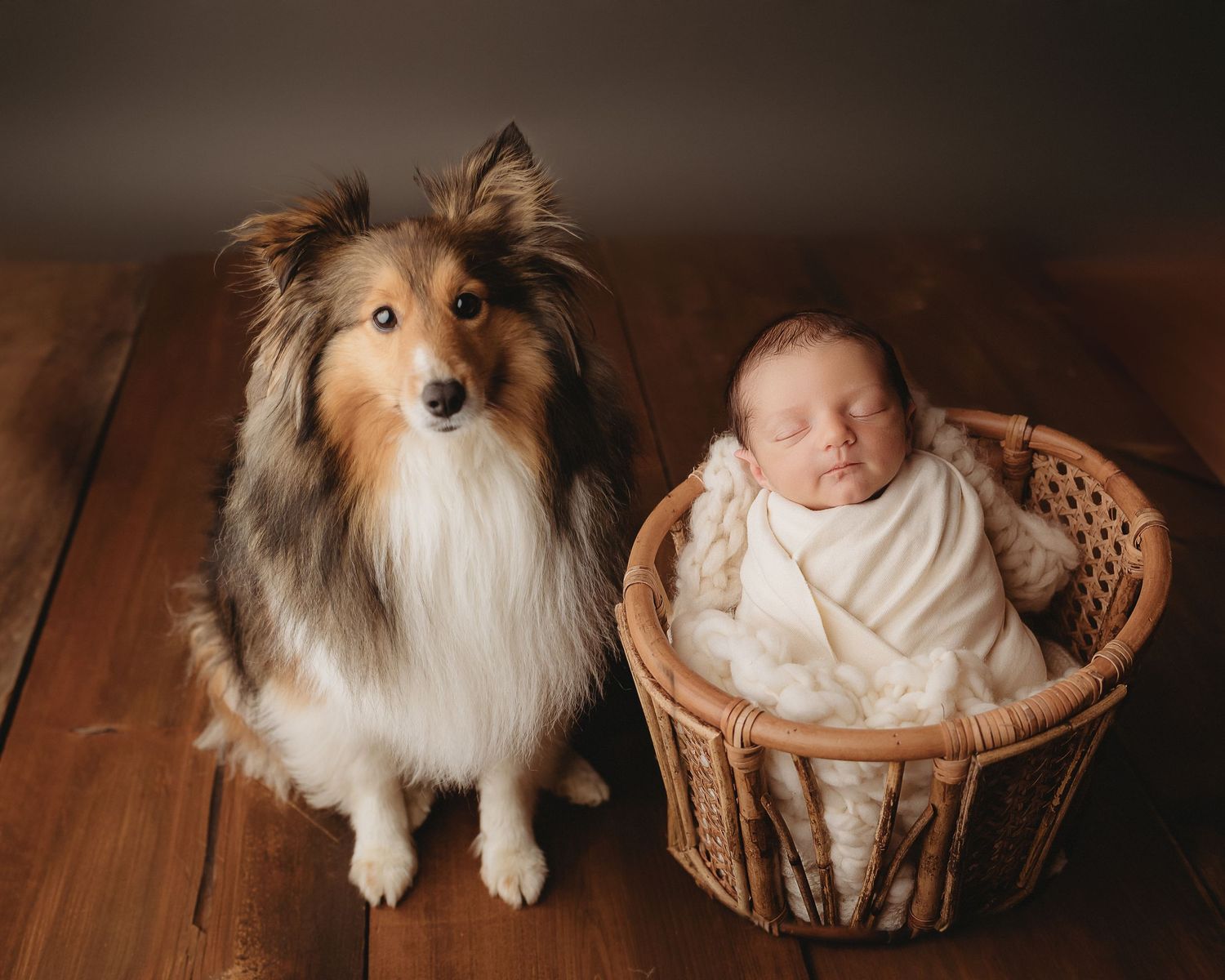 Professional photo of a newborn baby with a dog