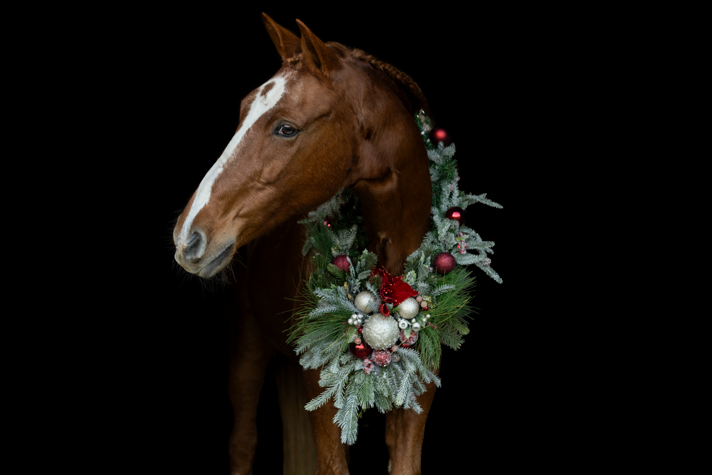 Close up of brown horse wearing festive wreath with red flowers against dark backdrop.