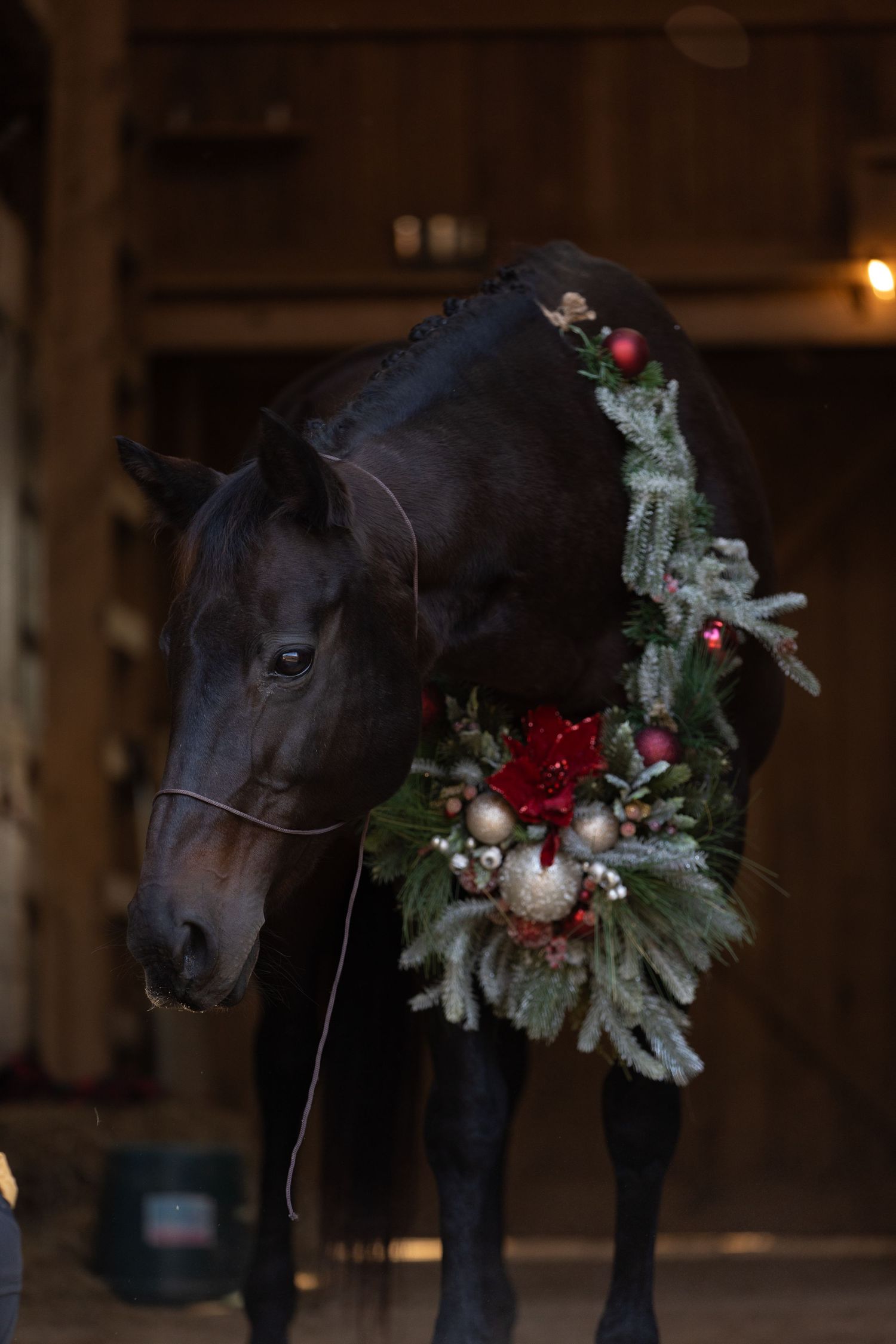 Dark horse wearing festive holiday wreath with red flowers in dimly lit stable.