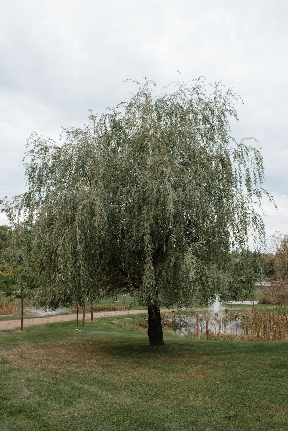 A large weeping willow tree stands solitary on a grassy lawn near a pond on an overcast day.