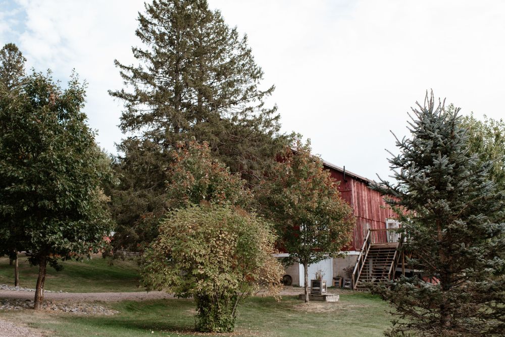 A rustic red barn nestled among tall evergreen trees and shrubbery in a rural landscape.