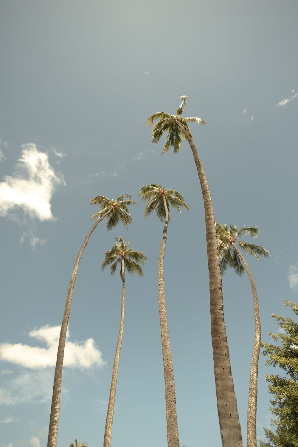 Travel Photography Hawaii Palm Trees