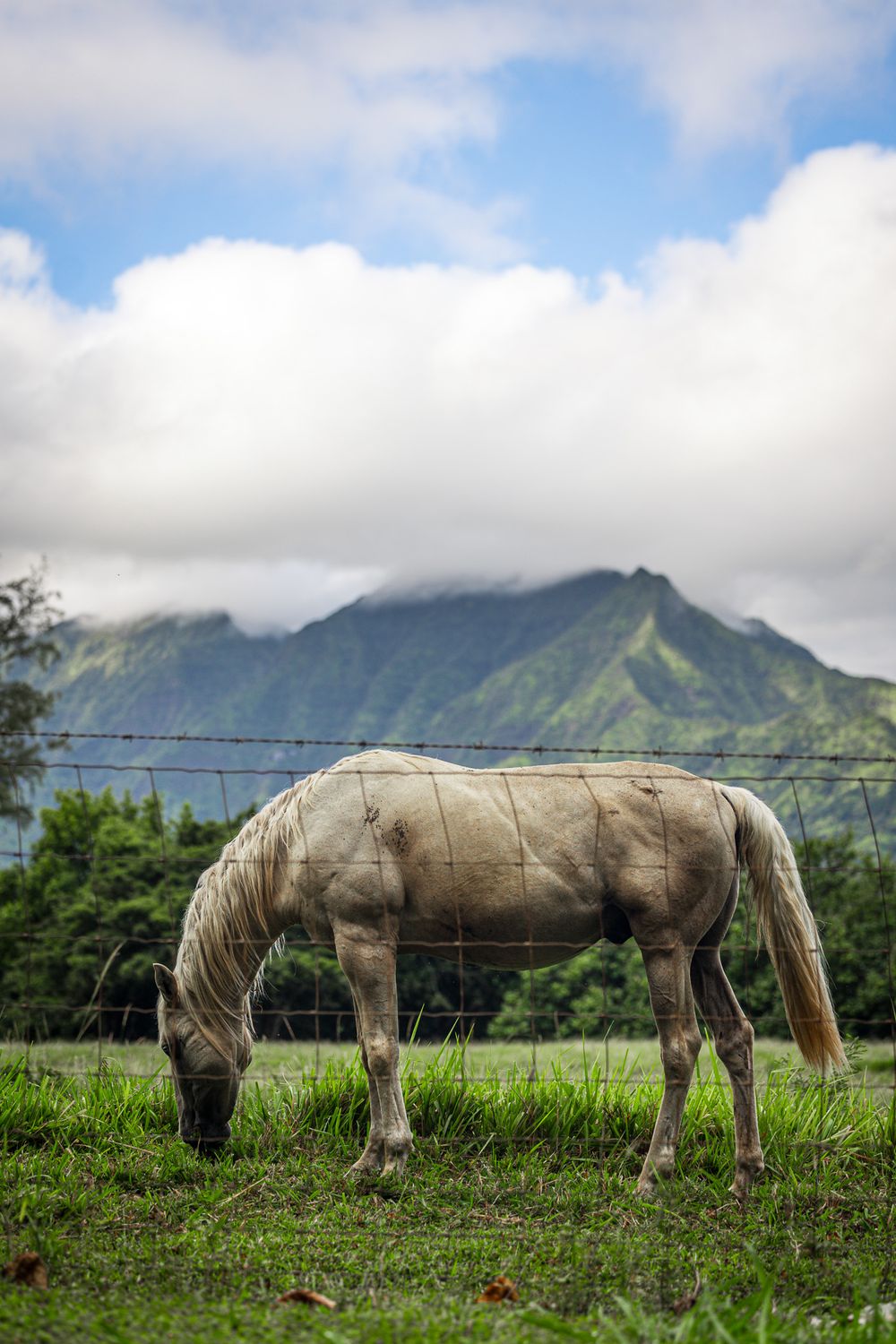 White horse grazing in green pasture with misty mountains in the background.