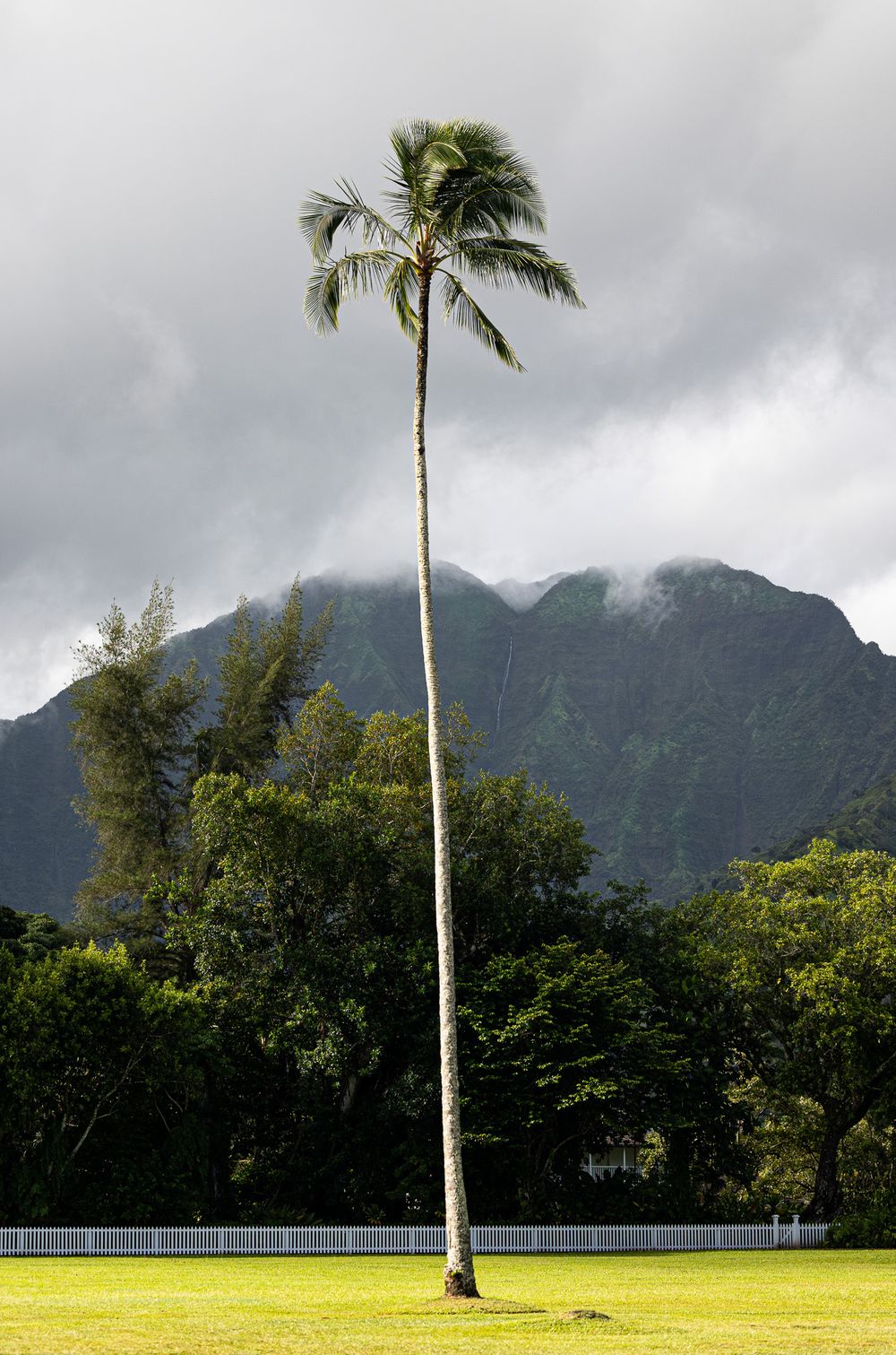 Palm tree in Hawaii