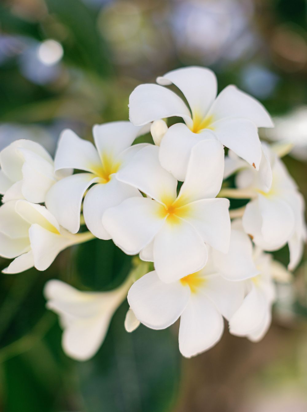 Blossoming white flowers with yellow centers on a tree in Amanpulo, Philippines.