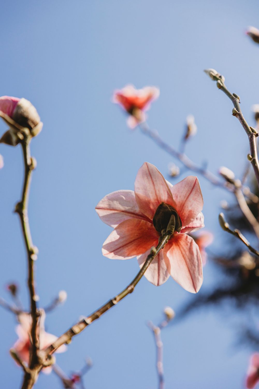 Pink magnolia flower blooming against a bright blue sky with delicate petals and branches in spring.