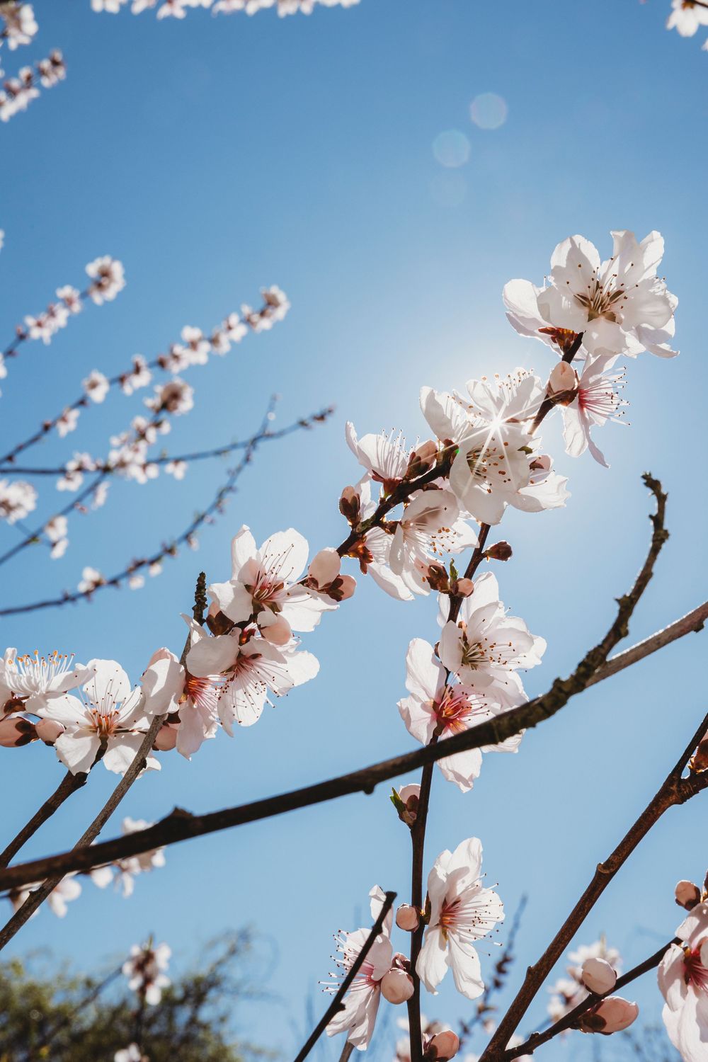 Delicate pink cherry blossoms in full bloom with petals and branches reaching toward a bright blue sky.