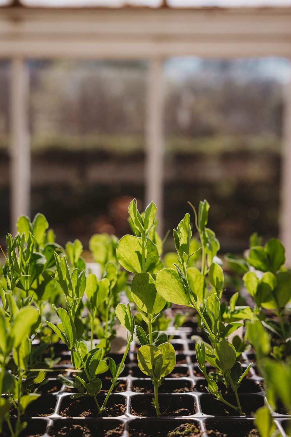 Young green seedlings growing in orderly rows of plastic garden starter trays under natural light.