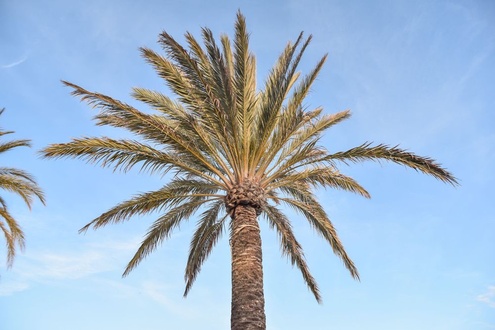 Palm tree at destino ibiza