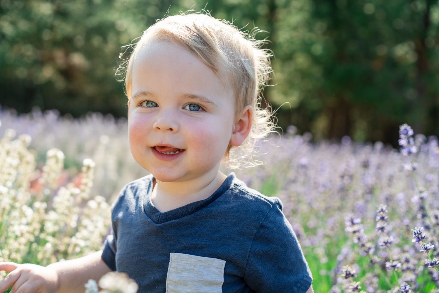 Portrait of a toddler boy running through the lavender field