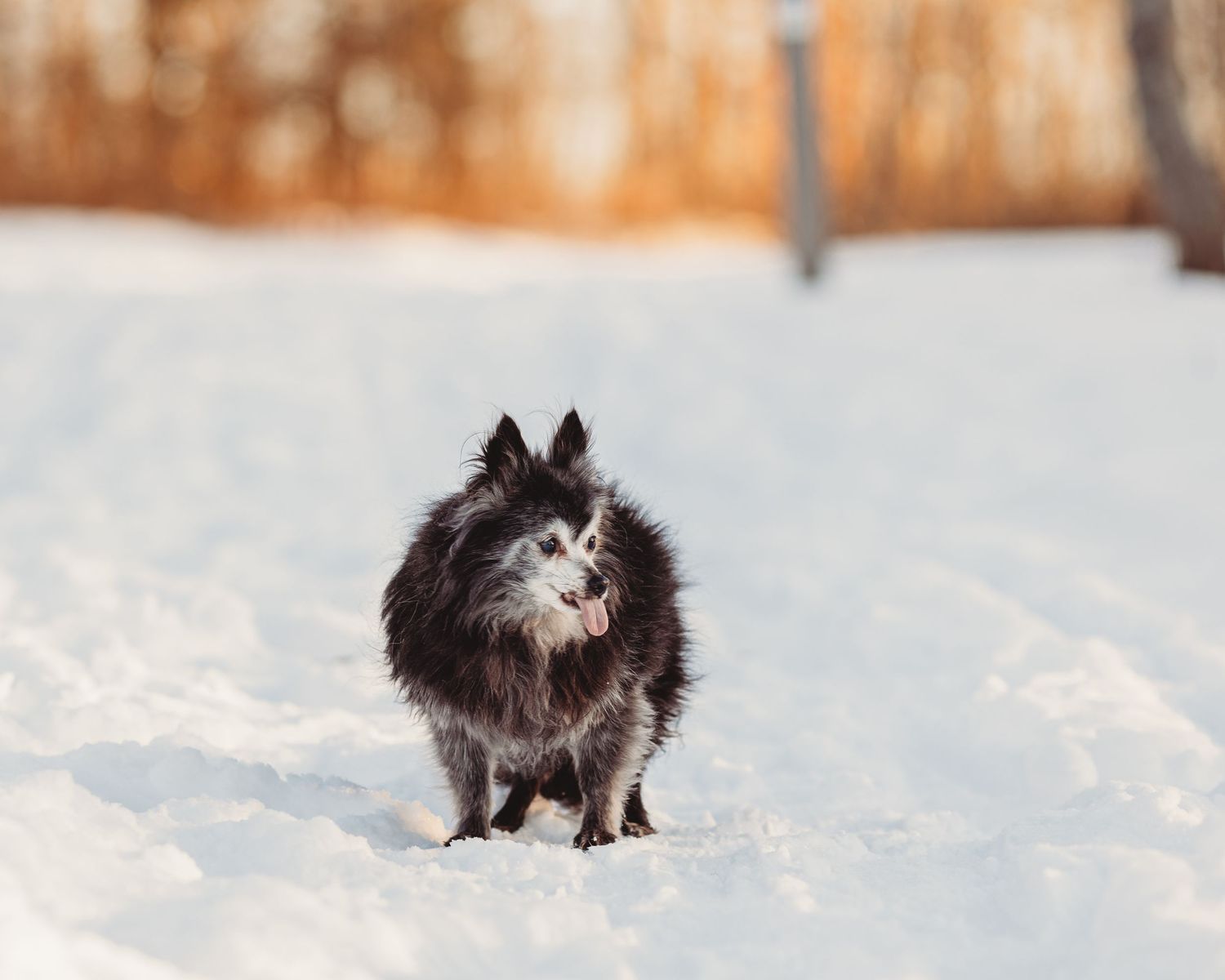 small senior dog in the snow with its tongue out