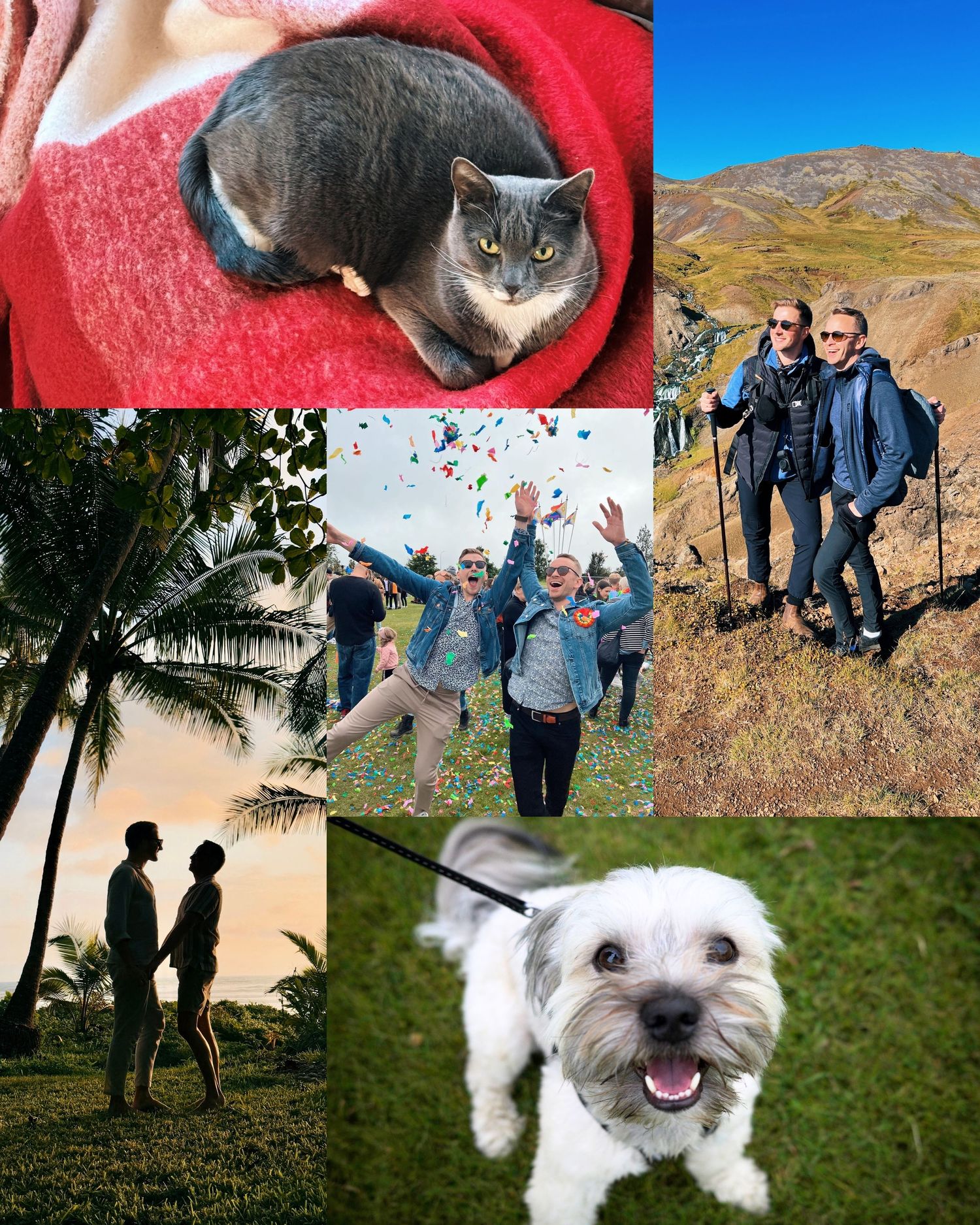 Collage of travel photos featuring a cat, hiking, beach scenes and a small white dog.