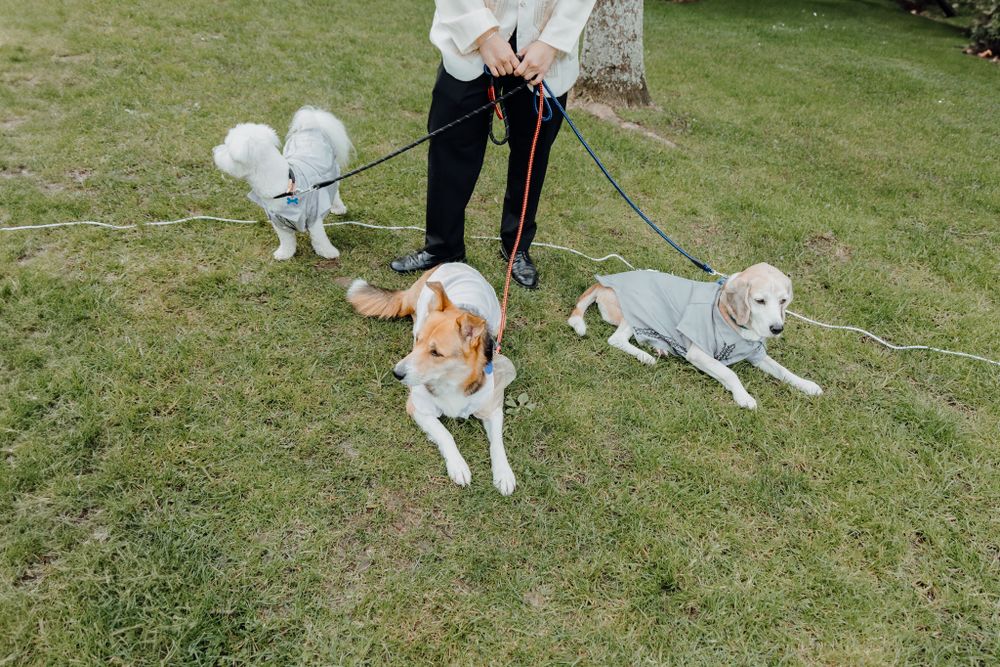Three dogs on leashes rest on a green lawn during a wedding event.