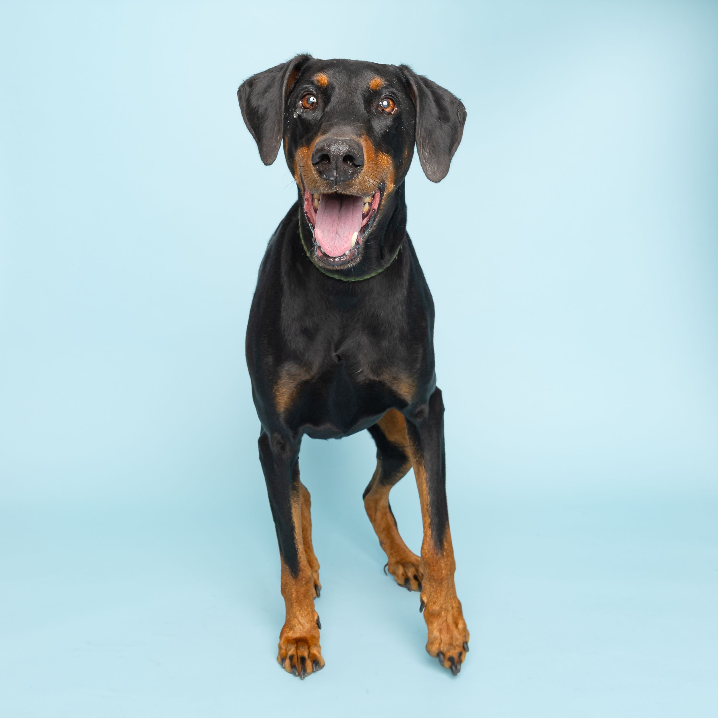 Black and tan Rottweiler puppy in various playful poses against a light blue background.