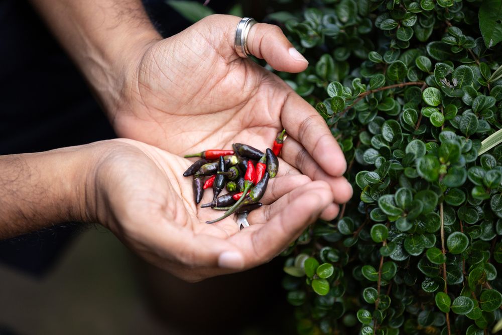 A pair of hands holds fresh colorful chili peppers against a green leafy background.