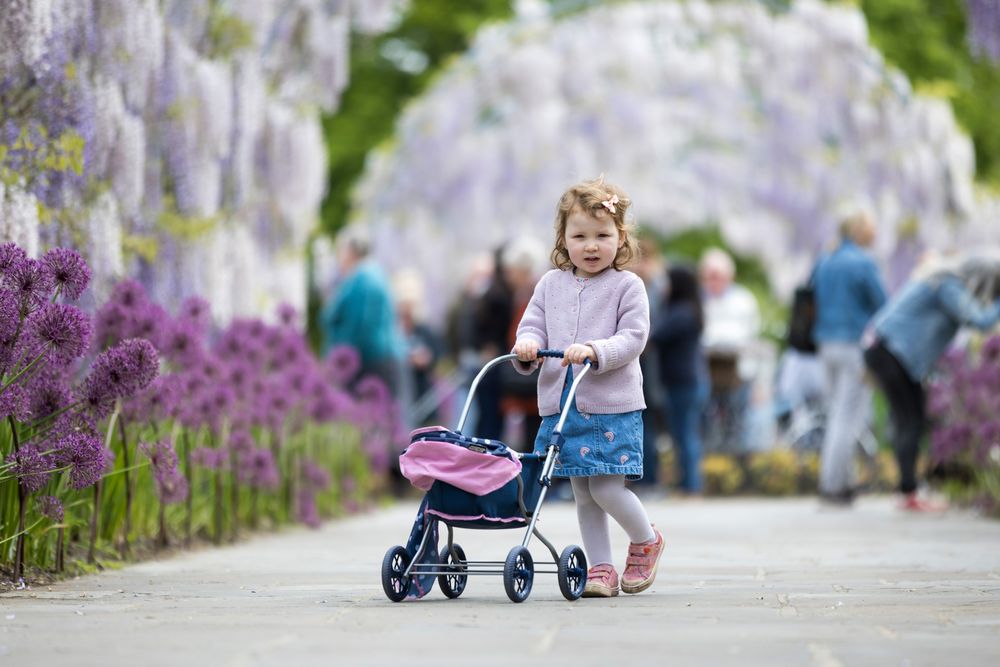 Child pushing a toy stroller along garden path with blooming purple and white wisteria flowers overhead.