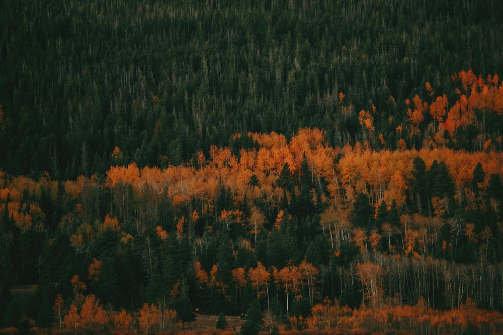 Rocky Mountain National Park Colorado Photography Elopement Adventure Photographer Wildlife Nature Mountains