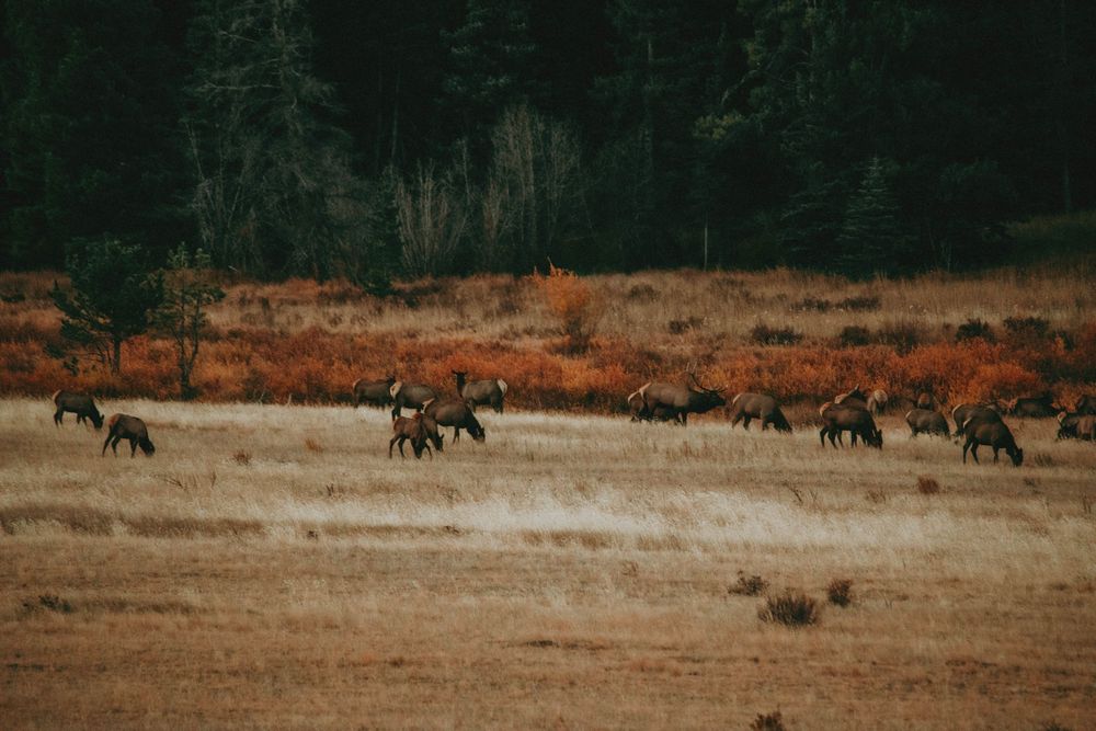 Rocky Mountain National Park Colorado Photography Elopement Adventure Photographer Wildlife Nature Mountains