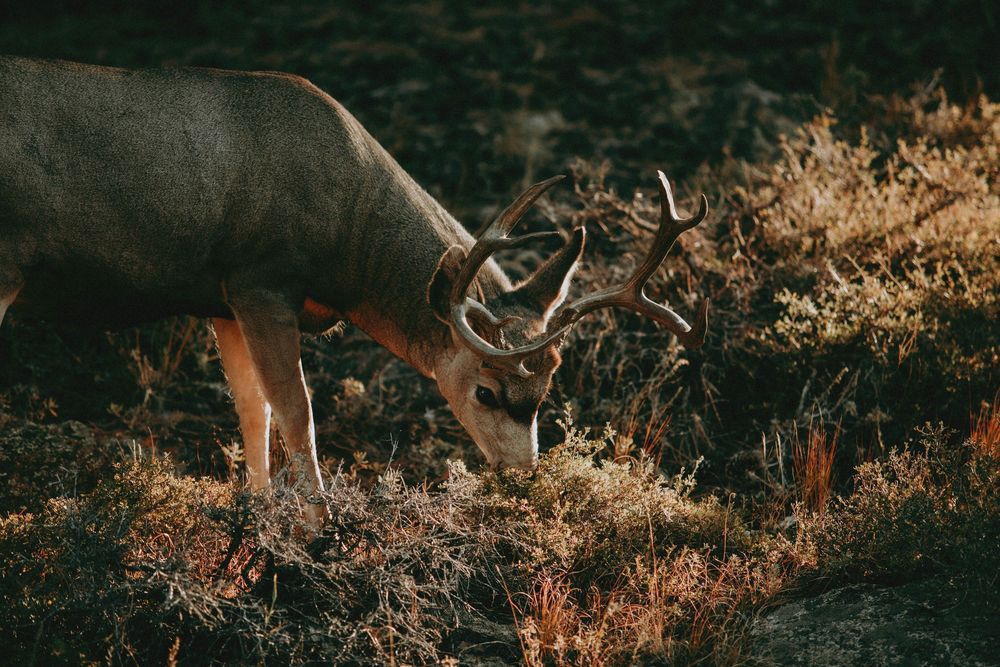 Rocky Mountain National Park Colorado Photography Elopement Adventure Photographer Wildlife Nature Mountains
