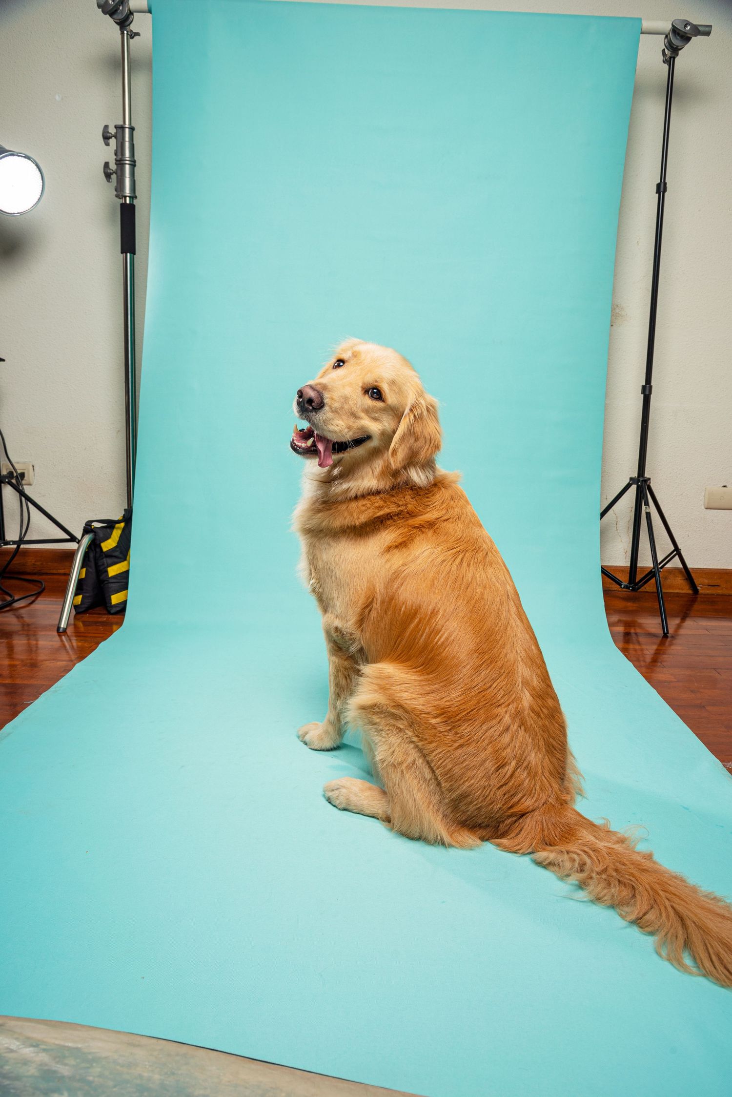 A Golden Retriever sits upright in a photography studio against a turquoise backdrop with studio lights visible.