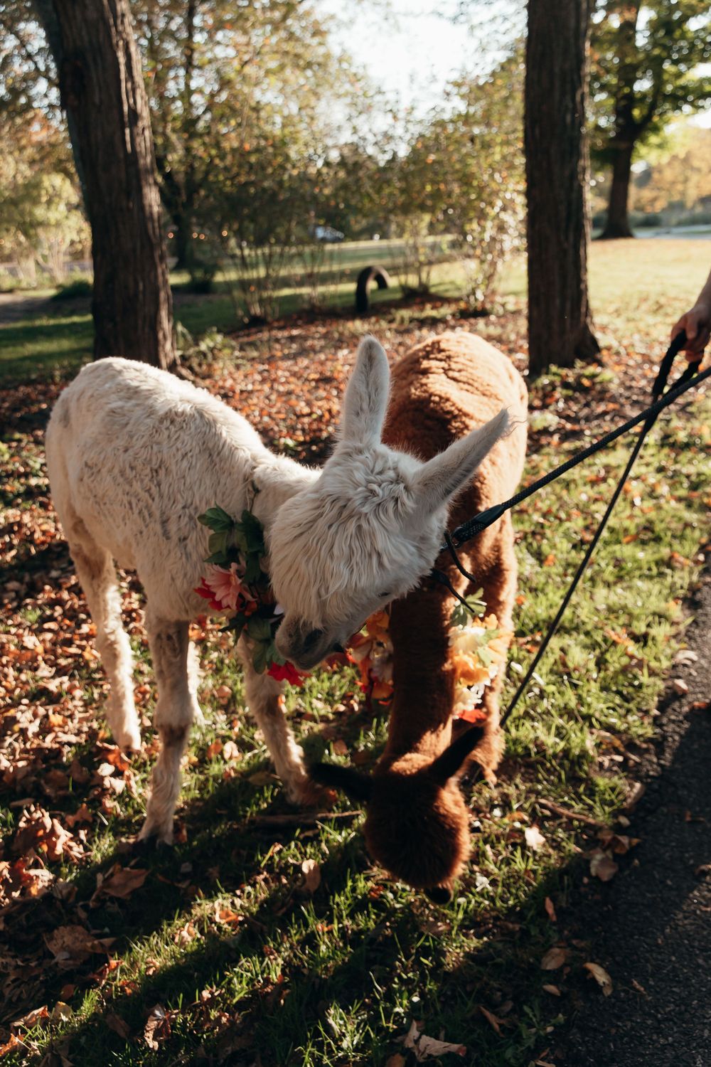 Several dogs play together in autumn leaves and grass as sunlight casts long shadows on a path.