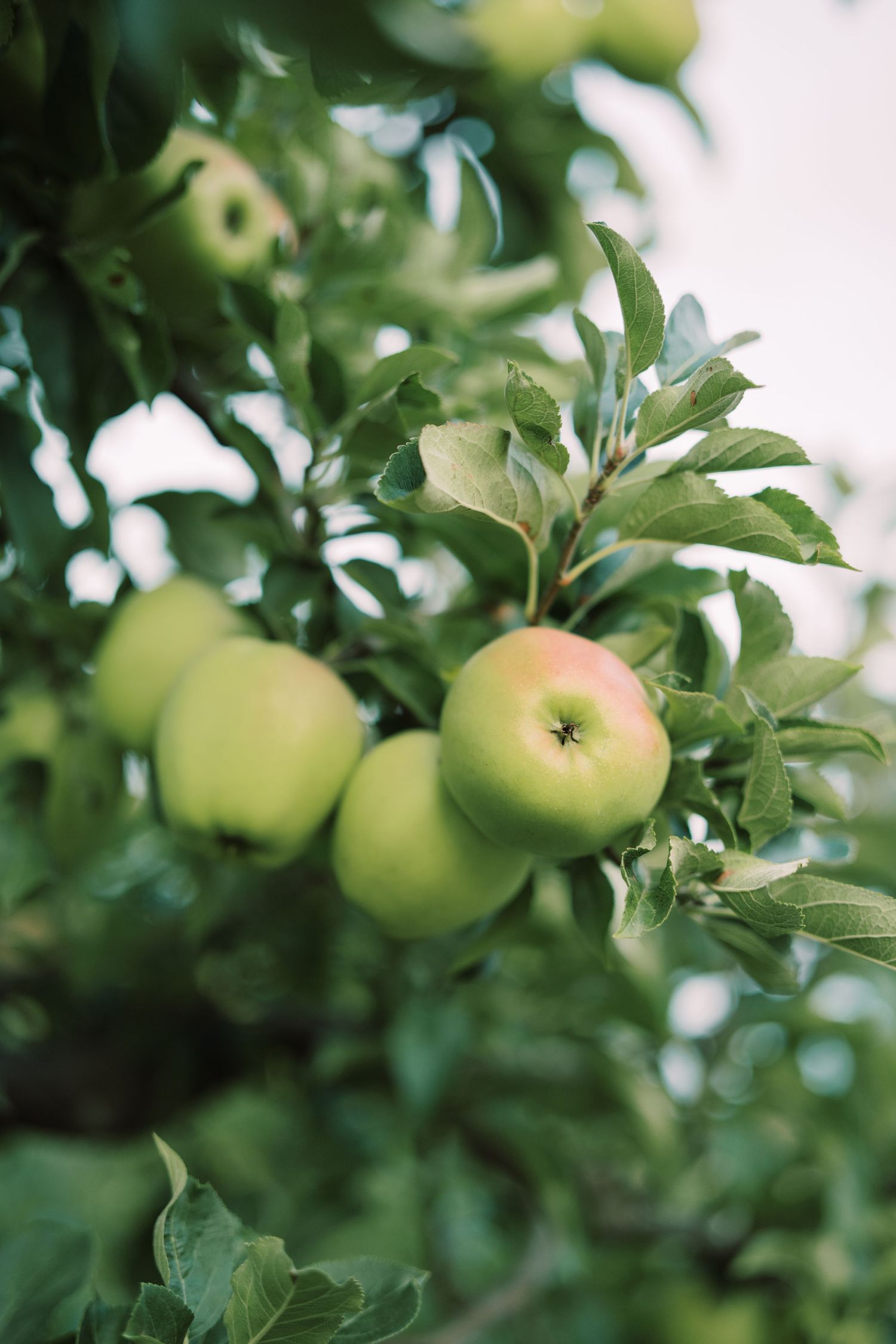 Fresh green apples growing on tree branches with vibrant leaves in natural lighting.