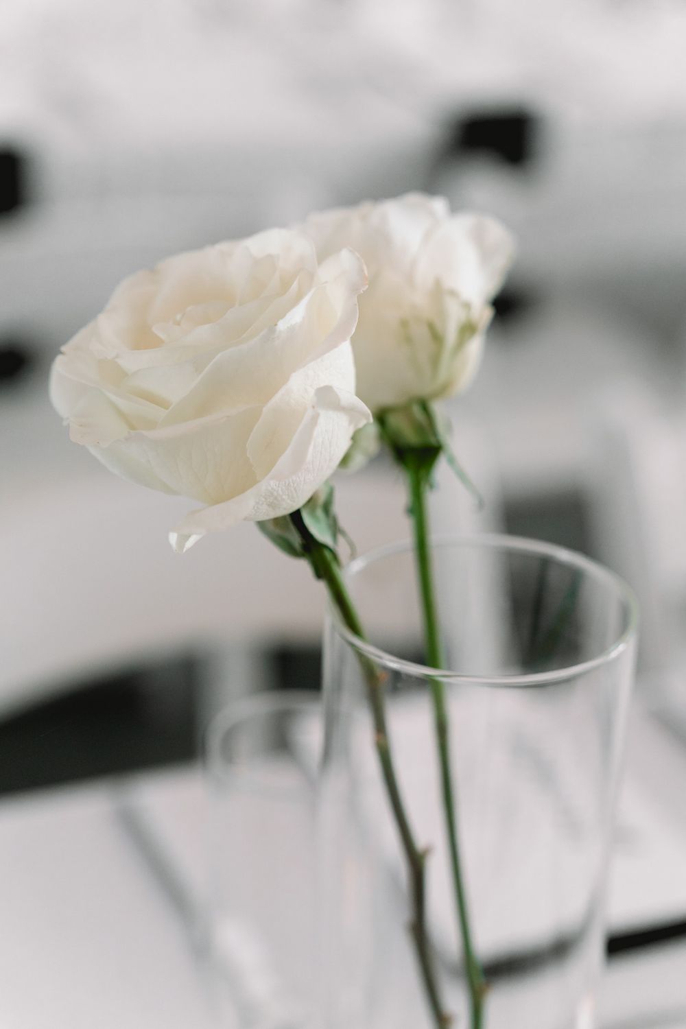 Two elegant white roses with green stems in a clear glass vase against a soft blurred background.