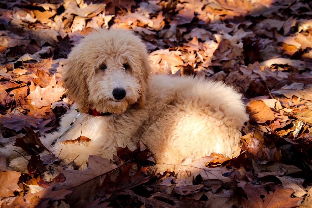 A fluffy goldendoodle puppy lies contentedly among fallen autumn leaves in warm sunset lighting.